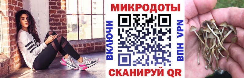 Галлюциногенные грибы Psilocybe  Ставрополь 